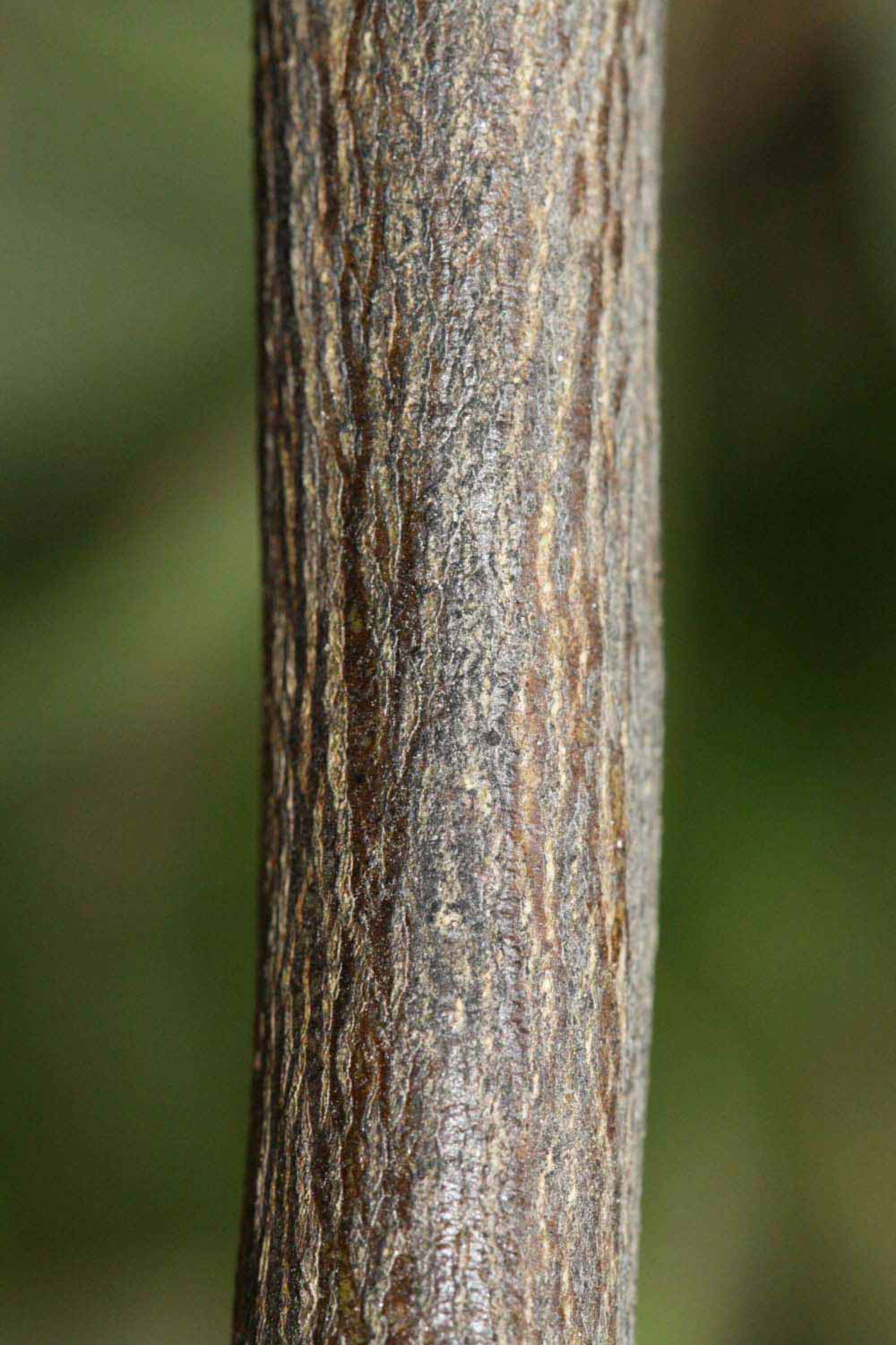              Second - third year twig (Riverside, CA)       